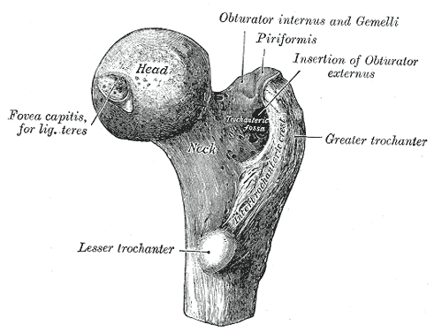 Gray243